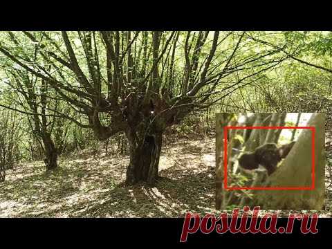 ЧЕБУРАШКА ПУГАЕТ ТУРИСТОВ В ЛЕСУ В ДЕРЕВЕ БАБА ЯГЫ. Турист в лесу нашел загадочное дерево, в дереве пряталось странное существо похожий на чебурашку. турист начал снимать загадочное существо на камеру. дерево было странное необычное внутри был дупло, скорее всего там жил неизвестное существо. в некоторых местах в лесах России растут странные деревья. есть легенда в этих лесах живет баба яга