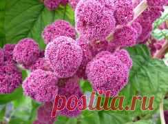 Одноклассники