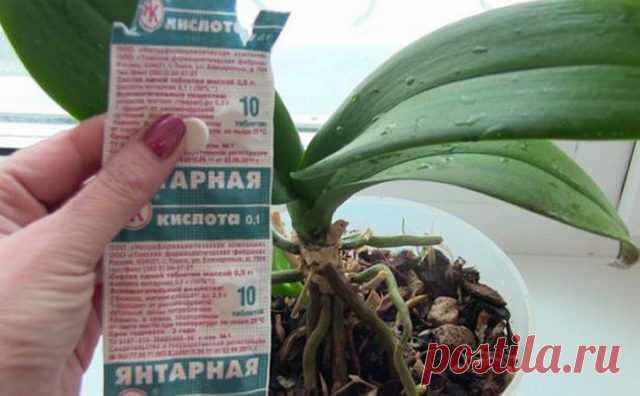 САМЫЙ ВКУСНЫЙ САЛАТ ИЗ ПОМИДОР НА ЗИМУ: РАЗВЕДИТЕ ВСЕГО ЛИШЬ ОДНУ ТАБЛЕТКУ ВЕЧЕРОМ И ЦВЕТЫ БУДУТ РАДОВАТЬ ВАС ВЕСЬ ГОД