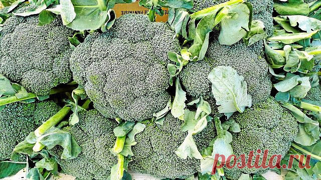 НЕСКОЛЬКО СОВЕТОВ ПО ВЫРАЩИВАНИЮ БРОККОЛИ

Брокколи любит прохладную, дождливую погоду. Этим она не сильно отличается от всех остальных капуст. Разновидностей брокколи три:
Классическая (калабрийская) – это сорта с крупной кочан-головкой, состоящей из множества соцветий. После среза основного кочана эти сорта часто дают более мелкие боковые соцветия.
Стебельная – капуста со множеством разрозненных соцветий. Хорошо растет в районах с нежарким теплым летом.
Романеско получил...