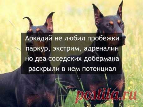 Он не любил пробежки, но два соседских добермана раскрыли в нём потенциал) | thePO.ST