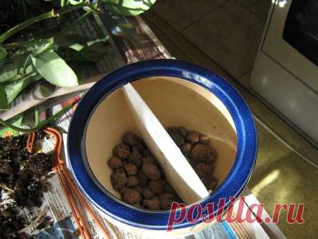 Микс в одном горшке - Все о комнатных растениях на flowersweb.info