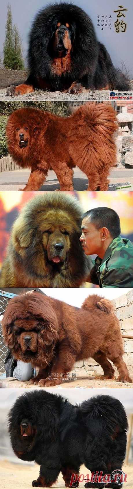 Тибетский мастиф / Питомцы