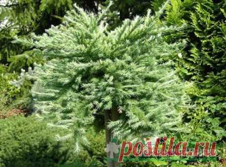 Лиственница японская Грэй Перл (Larix kaempferi Grey Pearl). Продажа из питомника растений Россельхозпитомник