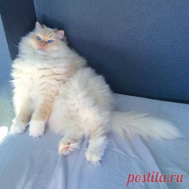 Кот-облачко - Путешествуем вместе