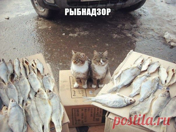 Рыбнадзор