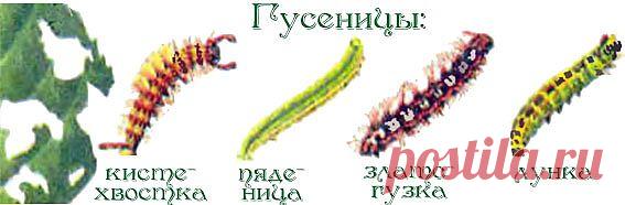 Меры борьбы с болезнями и вредителями роз. |