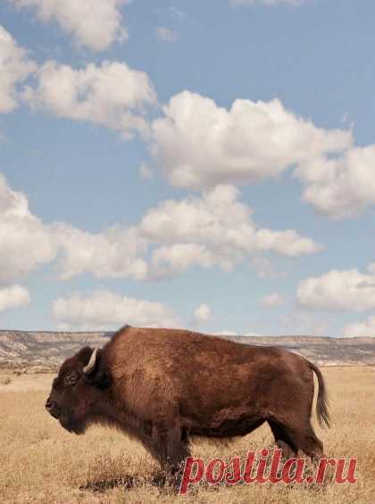 elrey delmundo - via – Savee