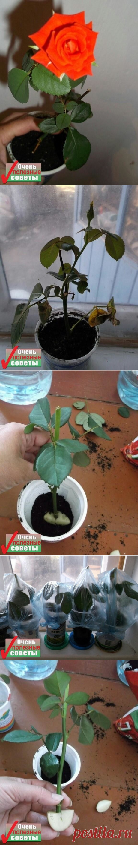 (46) Одноклассники