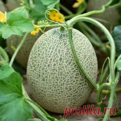 Выращивание дыни в холодных регионах: 3 условия и 3 сорта