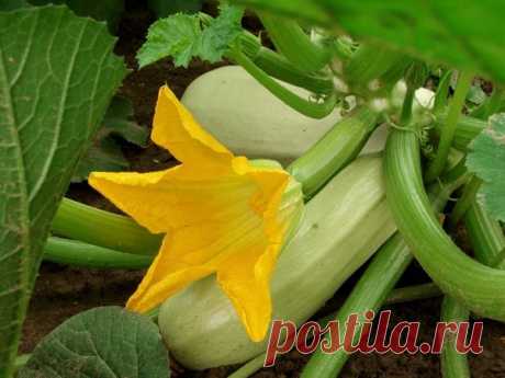 При высеве семян огурцов, дынь, арбузов, тыквы, кабачков семена в каждую лунку надо класть боком, а не торчком. 

Когда они прорастут и достигнут фазы трех-четырех листьев, наиболее развитый стебелек оставляют для плодоношения. Чтобы он лучше развивался, остальные стебельки срезают, но не выдергивают.

Иначе могут оказаться поврежденными корни оставшегося растения.