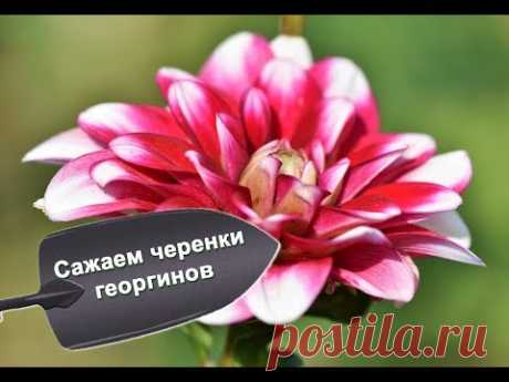 Посадка георгинов черенками - YouTube
