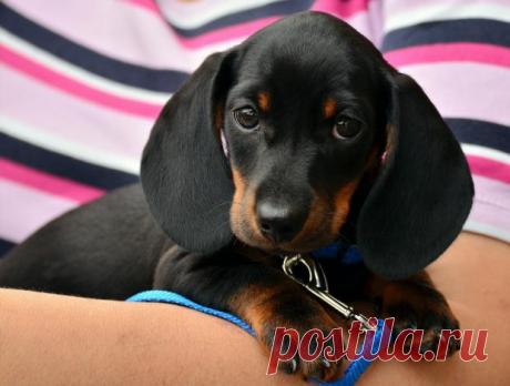 Полезные советы для неопытных владельцев собак: что купить и как вести себя с питомцем