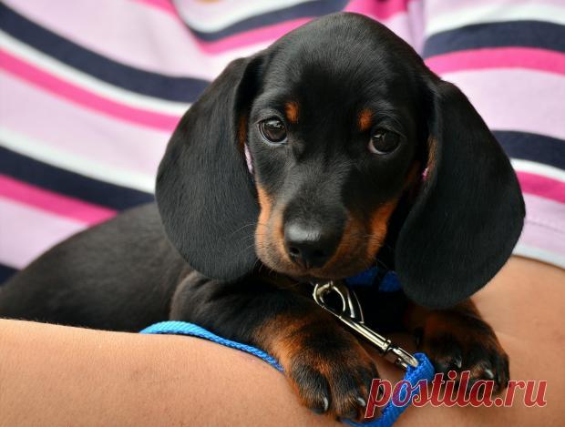 Полезные советы для неопытных владельцев собак: что купить и как вести себя с питомцем