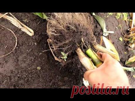 Как убираю и использую стебли и корни кукурузы после сбора урожая