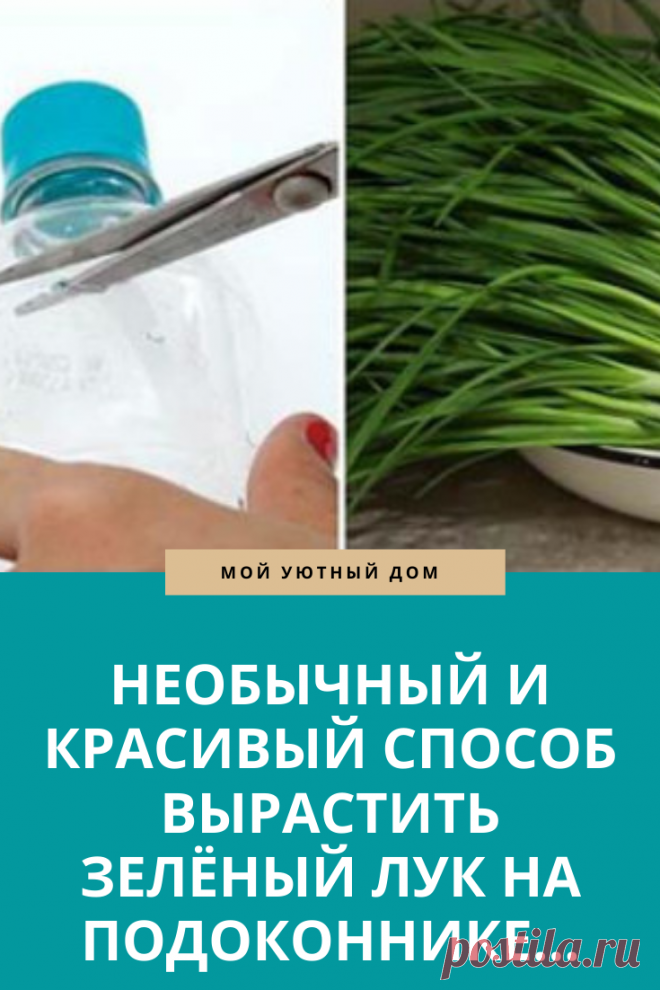 Красивый способ как посадить и вырастить зеленый лук