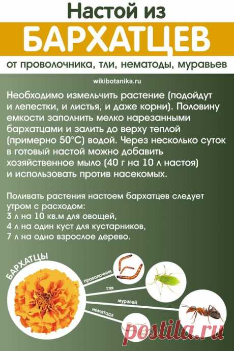 Настой из бархатцев от насекомых-вредителей