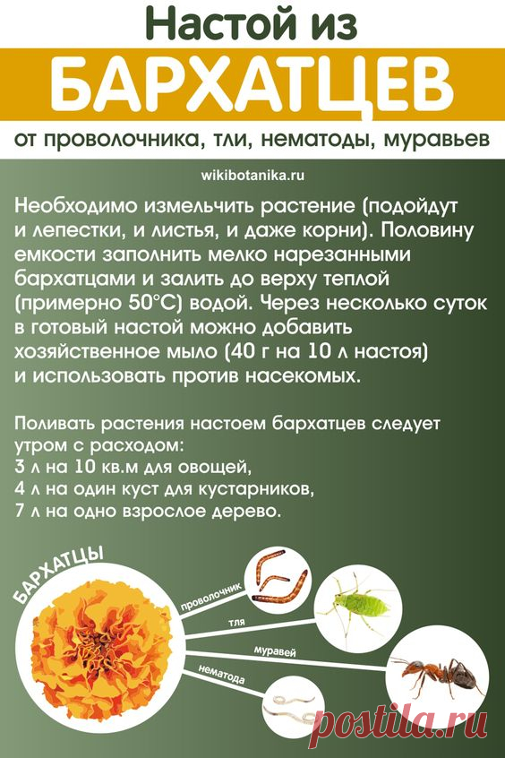 Настой из бархатцев от насекомых-вредителей