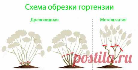 Гортензия: подготовка к зиме, обрезка и укрытие