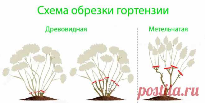 Гортензия: подготовка к зиме, обрезка и укрытие