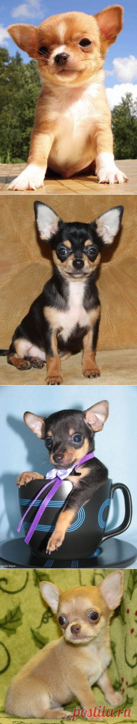 52 карточки в коллекции «Миниатюрные чихуахуа.» пользователя Irina Molchanova в Яндекс.Коллекциях
