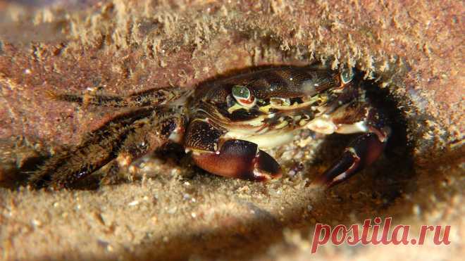 Мраморный краб (Pachygrapsus marmoratus (Fabricius, 1787)).