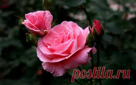 Розы.