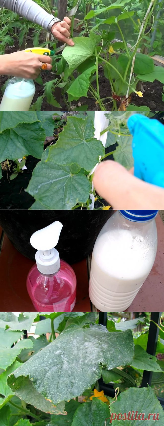 Мучнистая роса на огурцах: меры борьбы, чем обрабатывать