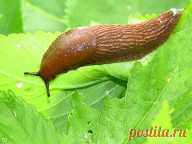 Как бороться со слизнями на огороде

На огороде слизни могут стать настоящей проблемой для садоводов и огородников. 

Эти неприятные создания могут уничтожить цветы, овощи и фрукты вашего сада. 

Но не отчаивайтесь, есть множество методов, которые помогут бороться со слизнями и сохранить ваш урожай.

Первый и самый простой метод — это использование преград для слизней. 

Вы можете использовать различные садовые препараты, пудру или пленку, чтобы создать барьер для слизней....