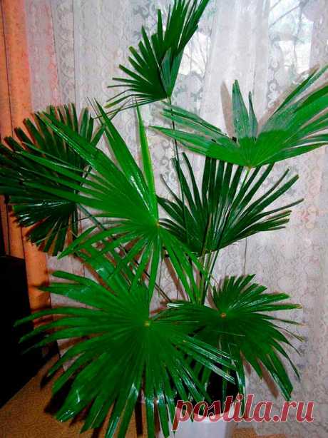 Комнатное растение Трахикарпус (Trachycarpus). Свое название эта группа пальм получила благодаря твердым плодам (греч. trachys - &quot;грубый&quot;, &quot;твердый&quot;, karpos - &quot;плод&quot;). В природе это веерная пальма с прямым стволом высотой до 10-12 м и продолговато-округлыми листьями, разделенными на сегменты до всего основания. Черешки листьев с мелкими шипами. Цветение в домашних условиях не происходит.