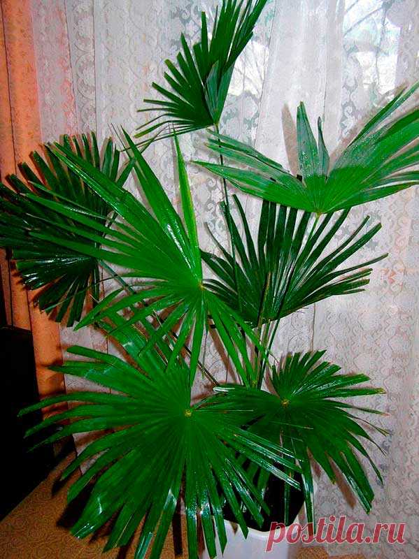 Комнатное растение Трахикарпус (Trachycarpus). Свое название эта группа пальм получила благодаря твердым плодам (греч. trachys - "грубый", "твердый", karpos - "плод"). В природе это веерная пальма с прямым стволом высотой до 10-12 м и продолговато-округлыми листьями, разделенными на сегменты до всего основания. Черешки листьев с мелкими шипами. Цветение в домашних условиях не происходит.