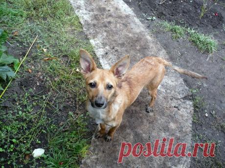 Дачный  пёс