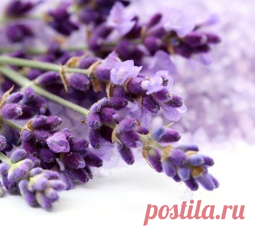 Лаванда – цветок чародеев