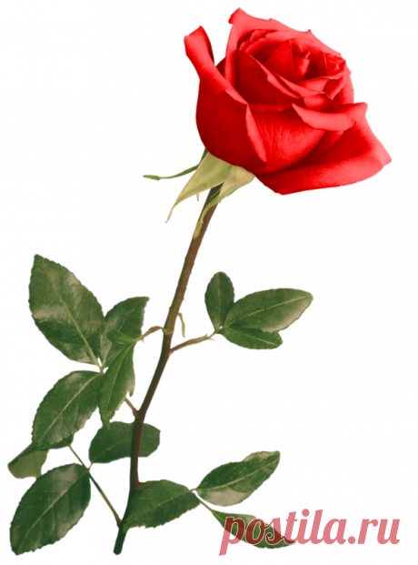 Клипарт розы PNG