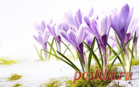 Скачать обои весна, цветы, первоцветы, крокусы, раздел цветы в разрешении 1280x800