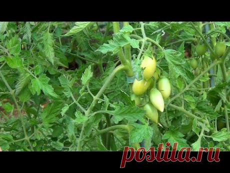 Обрезка листьев у томата, сроки, фото и видео