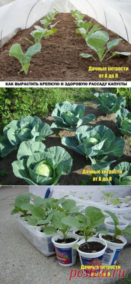 (11) Одноклассники