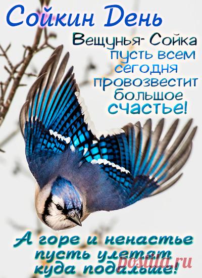 Поздравляем с Сойкиным днем! Пусть ваша забота о птицах принесет вам радость и благополучие. Спасибо, что помогаете лесным жителям! Открытки на Сойкин день!