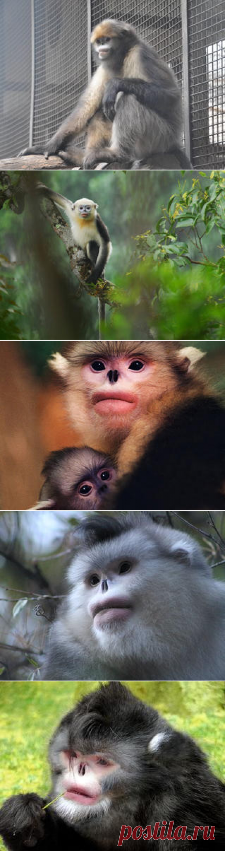 Смотреть изображения ринопитеков | Зооляндия