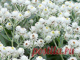 Анафалис | Для дачников.ру