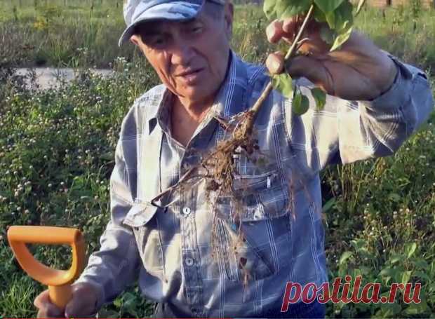 Уникальный сад профессора Агеева
Учёный-плодовод, агротехник, изобретатель, питомниковод профессор Агеев Борис Николаевич, патриот земли Русской. Груши...
Читай дальше на сайте. Жми подробнее ➡