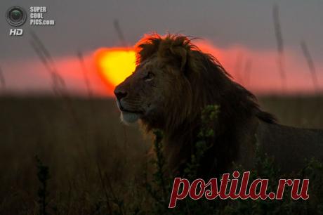 Закаты и рассветы в заповеднике Масаи-Мара