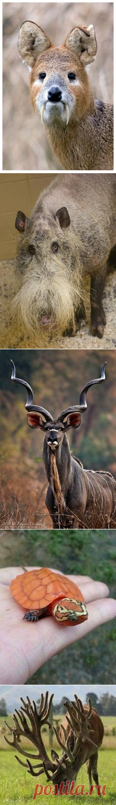The 27 Most Bizarre Animals On Earth Captured On Camera | Вампиры, Олень и Китайский