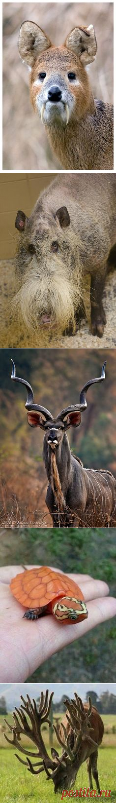 The 27 Most Bizarre Animals On Earth Captured On Camera | Вампиры, Олень и Китайский