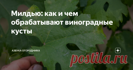 Милдью: как и чем обрабатывают виноградные кусты Что это за болезнь — милдью? Чем лечат растение, как остановить распространение болезни?