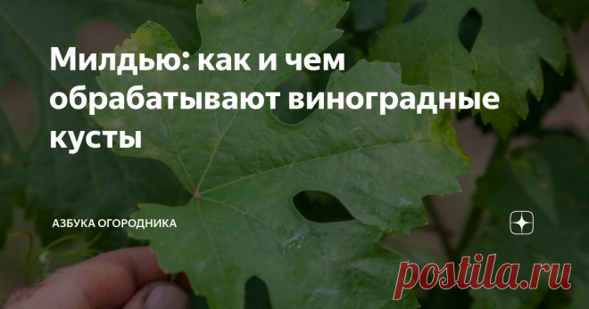 Милдью: как и чем обрабатывают виноградные кусты Что это за болезнь — милдью? Чем лечат растение, как остановить распространение болезни?
