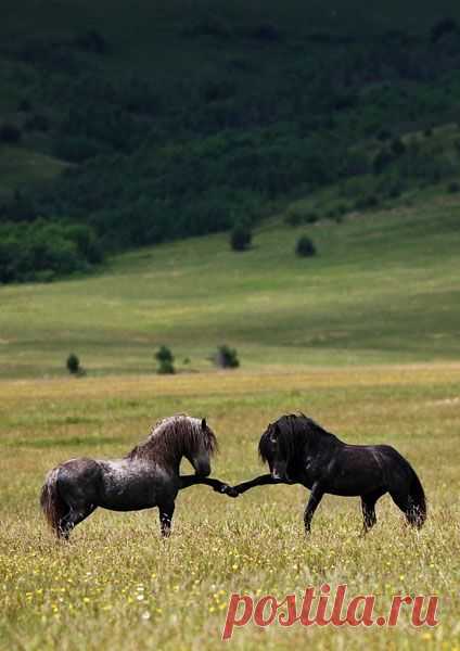 Wild horses sparring by Vedran Vidak Photography. (I think…   |   Pinterest • Всемирный каталог идей