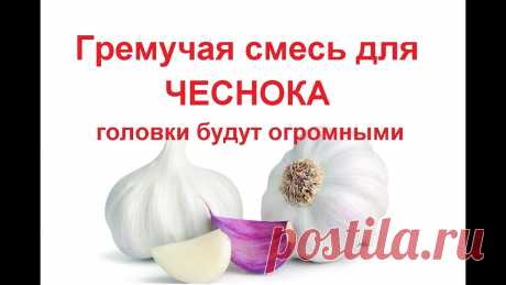 Полив чеснока для крупных головок// чеснок желтеет //лук репчатый #чеснок #лукрепчатый Правильный полив чеснока органическим удобрением позволит получить крупные головки. Это средство поможет если чеснок желтеет. Этот метод...