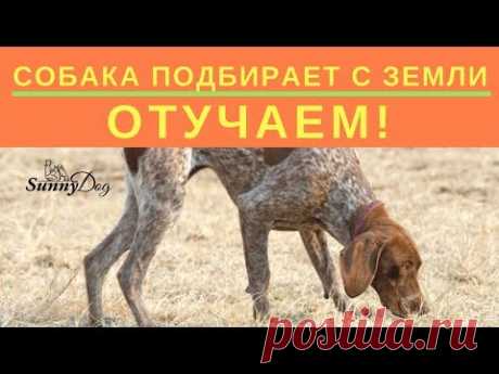 Собака подбирает с земли. Отучаем!