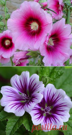 Посадка и выращивание многолетней Мальвы (Шток Розы) | Образцовая Усадьба